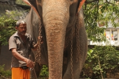 25. Sri Lanka. Kandy. Elefantea.